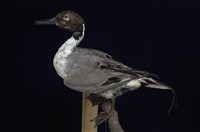 藏品(尖尾鴨)的圖片